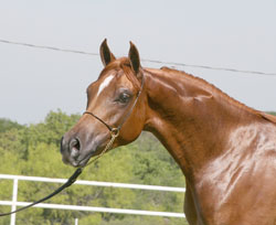 SoFine Pyro Toi - 2005 Chestnut Stallion